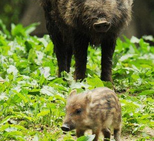 Wildschweine; Bild: dpa