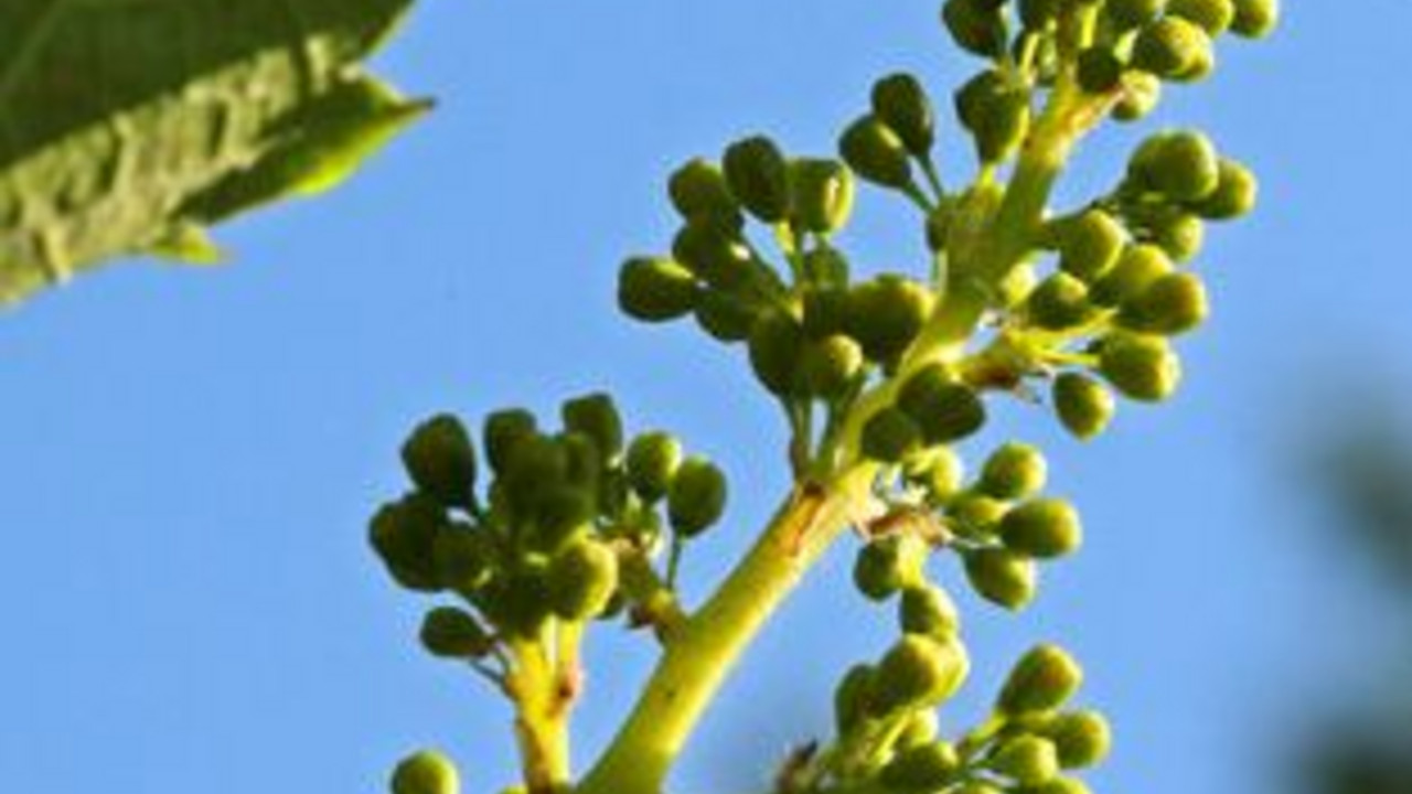 Fruchtknoten einer Rebe, Bild: dpa