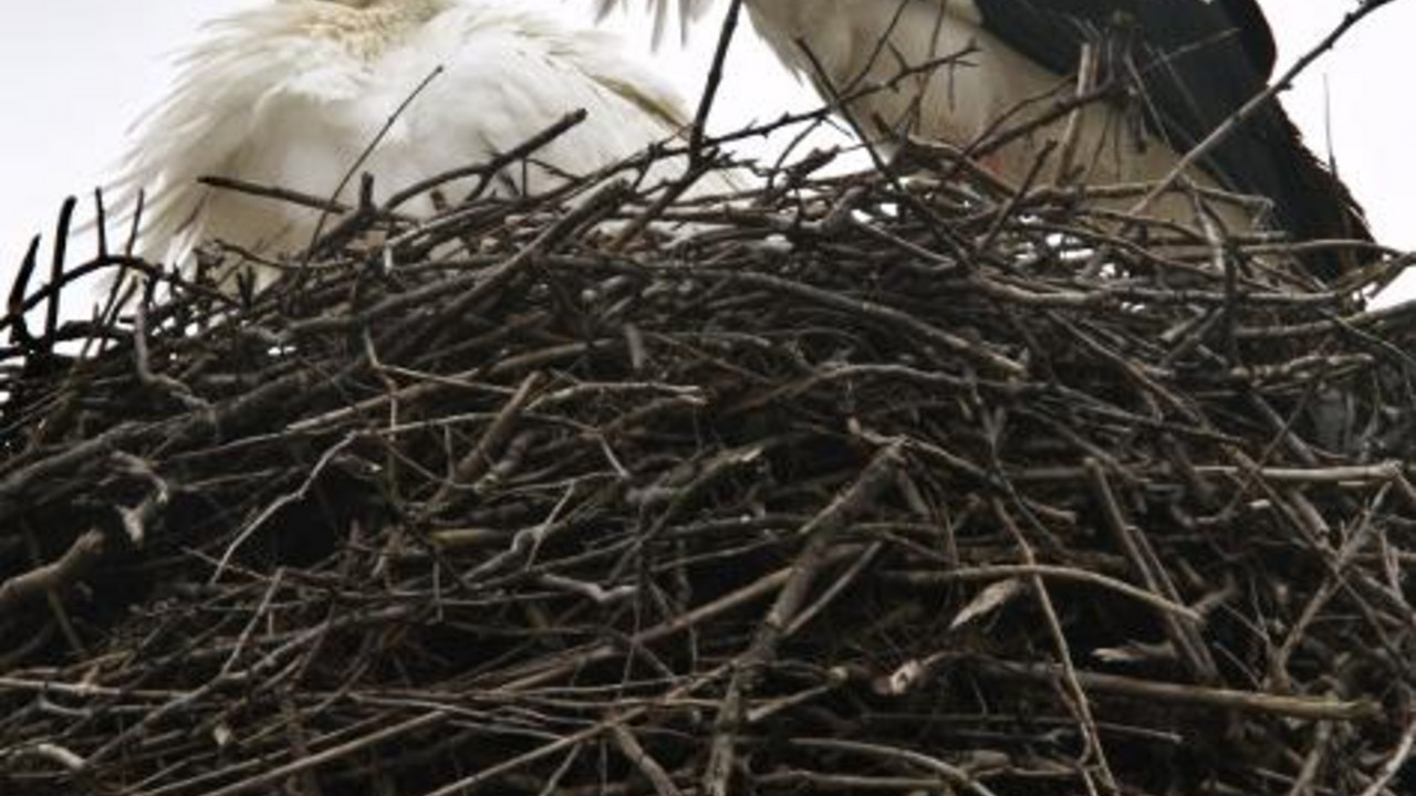 Störche im Nest; Bild: dpa