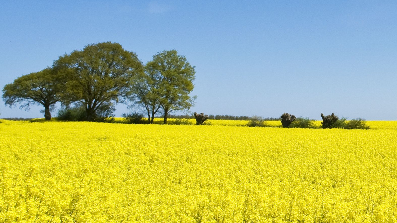 Rapsfeld; Bild: dpa