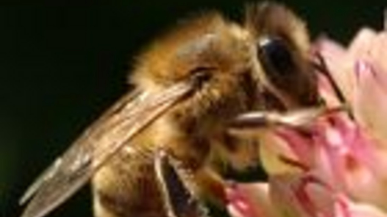 Biene auf Blüte; Bild: rlp archiv