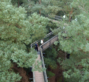 Baumwipfelpfad in Fischbach; Bild: rlp-Tourismus