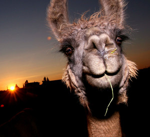 Lama; Bild: RLP