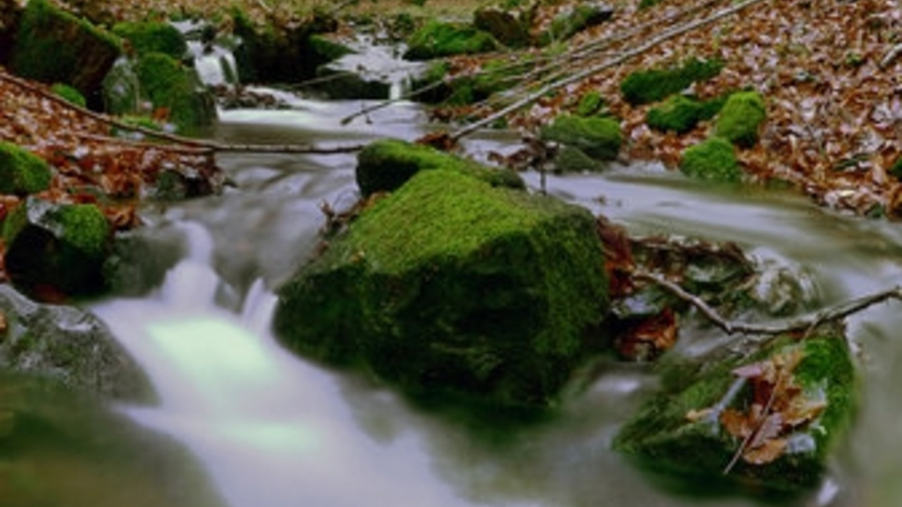 Bach im Herbst; Bild: rlp-Archiv