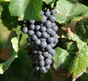Weinrebe;Bild:rlp-Archiv