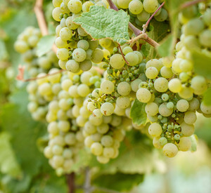 Weinbau RLP