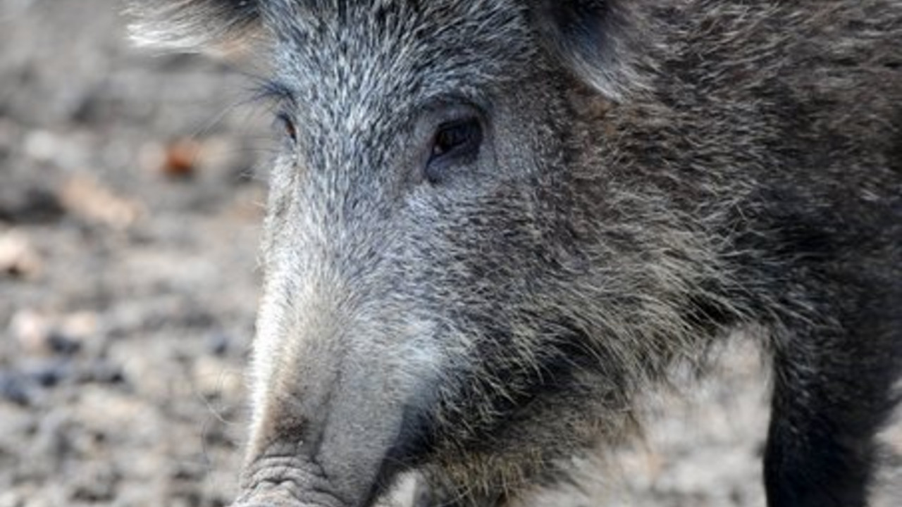 Wildschwein, Bild: dpa