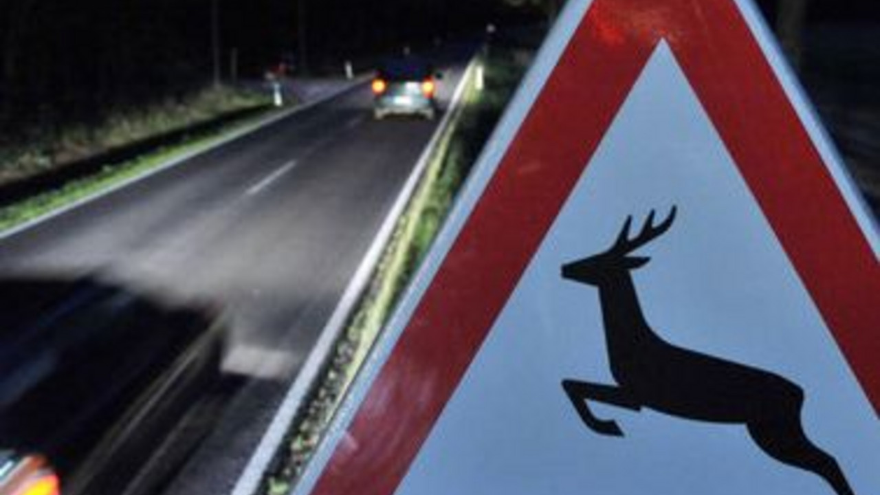 Warnschild für Wildwechsel; Bild:dpa