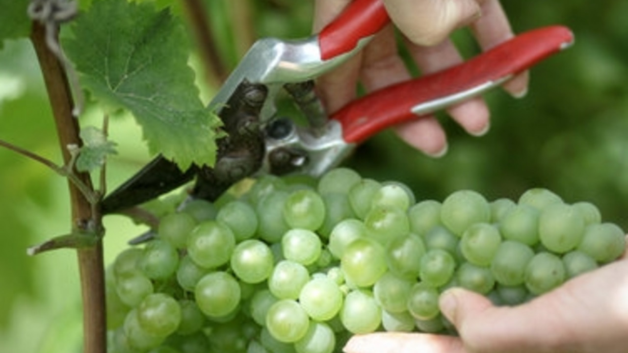 Weinlese in Westhofen; Foto: dpa