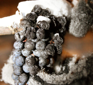 Eisweinlesen; Bild: rlp-Archiv