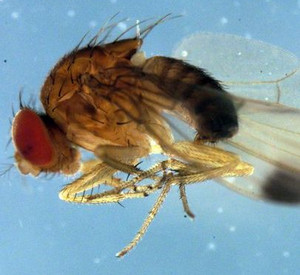 Makroaufnahme von Drosophila suzukii (Kirschessigfliege); Bild: dpa