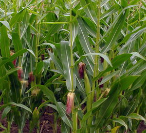 Maisfeld; Bild: dpa