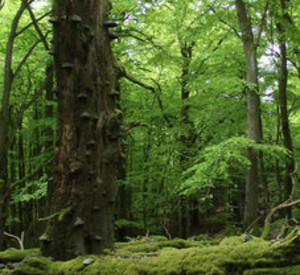 Wald im Hunsrück; Bild: MULEWF