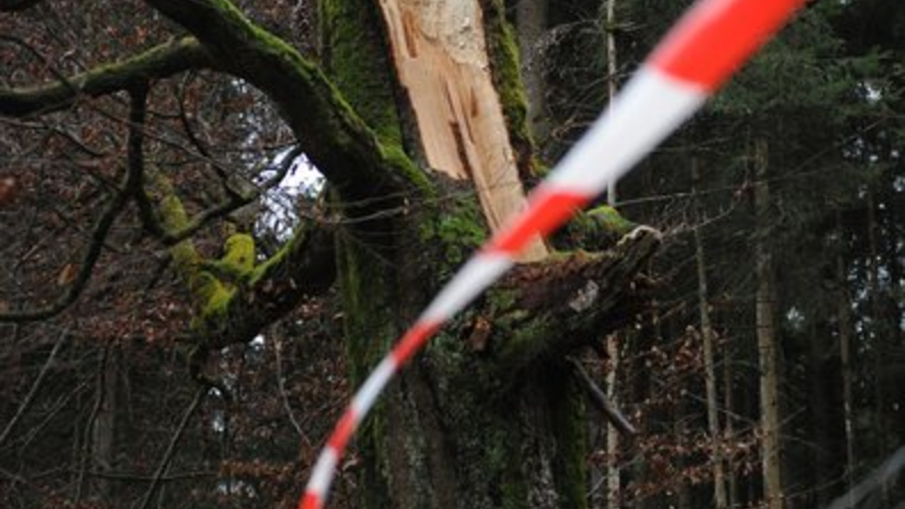 Ein abgebrochener Baum mit Absperrband; Bild: rlp-Archiv