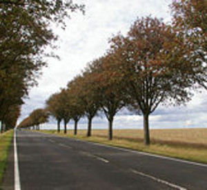 Foto von Mehlbeerenallee