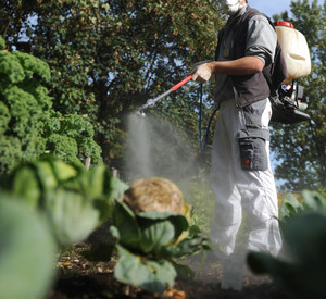 Mann in Schutzkleidung spritzt Pflanzen; Bild: dpa