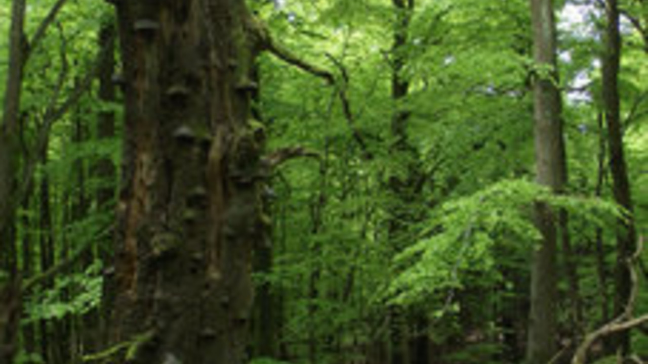 Wald im Hunsrück; Bild: MULEWF