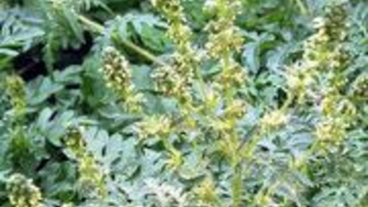 Die Pflanze Ambrosia; Bild: rlp-Archiv