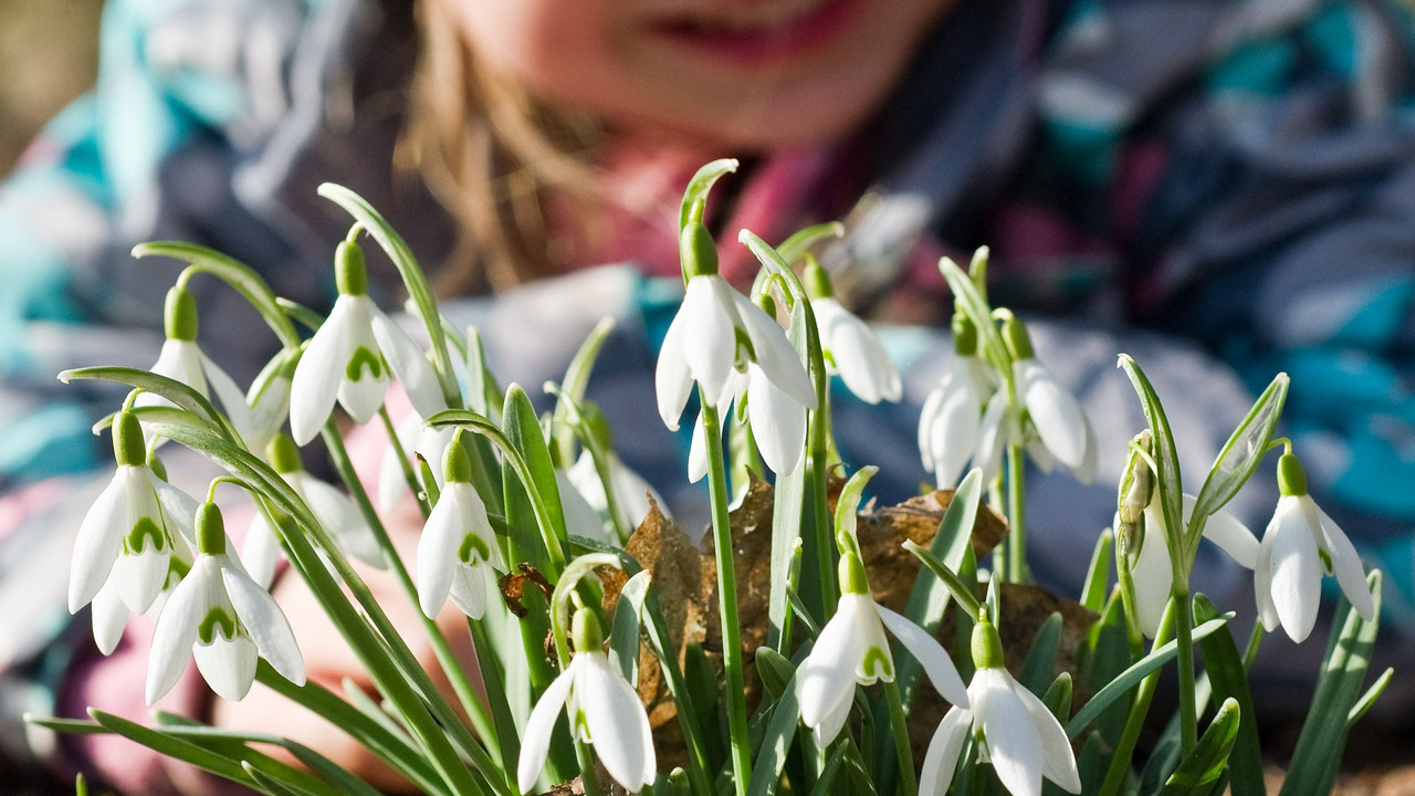 Mädchen mit Schneeglöckchen; Bild: dpa