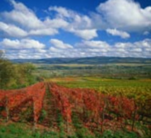Weinreben in Rheinhessen
