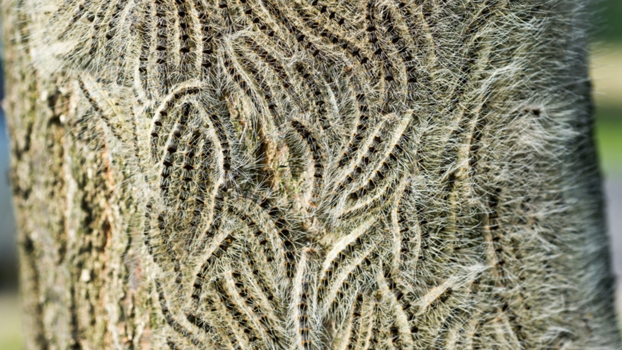 Raupen des Eichenprozessionsspinners
