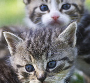 Katzenkinder; Bild: rlp-Archiv