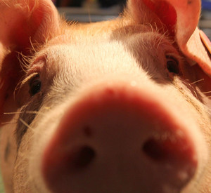 Neugieriges Schwein; Bild: dpa