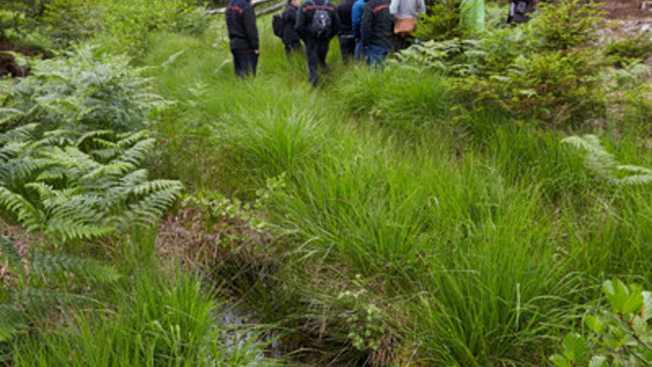 An Pfingsten können die ersten Besucher den Nationalpark Hunsrück-Hochwald erkunden; Bild: dpa