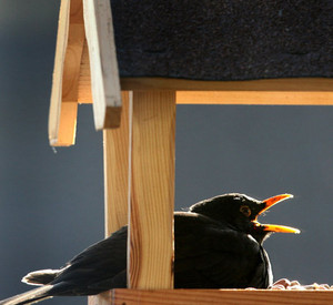 Amsel; Bild: dpa