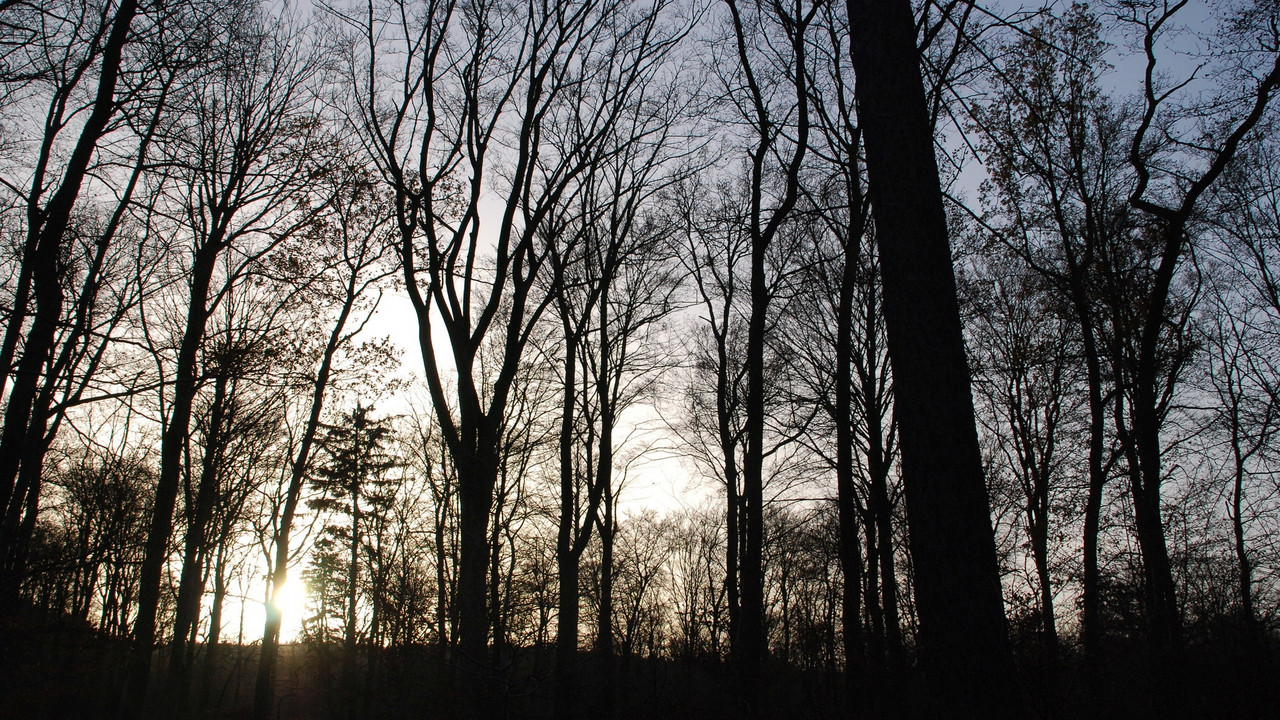 Laubwald im Winter