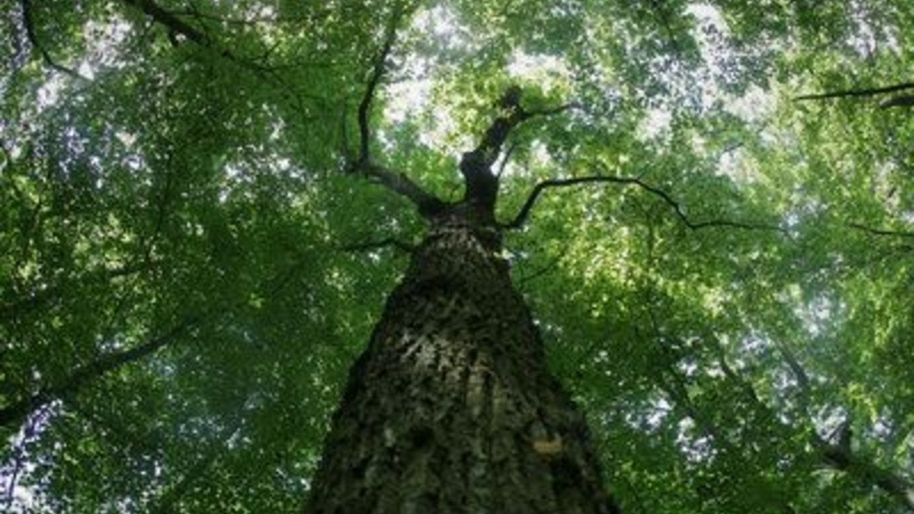 Baum; Bild: dpa