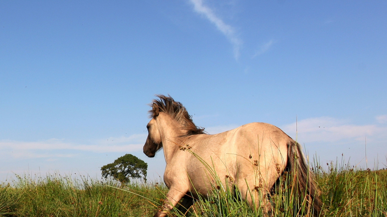 Pferd; Bild: dpa