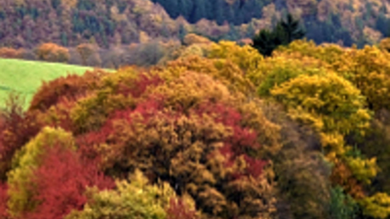 Waldgebiet in Rheinland-Pfalz; Bild: rlp-Archiv