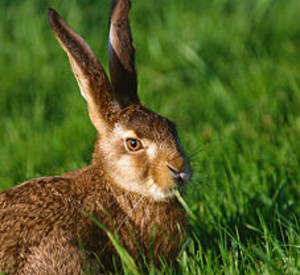 Hase; Bild: dpa