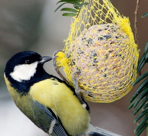 Kohlmeise ma Futterknödel; Bild: dpa
