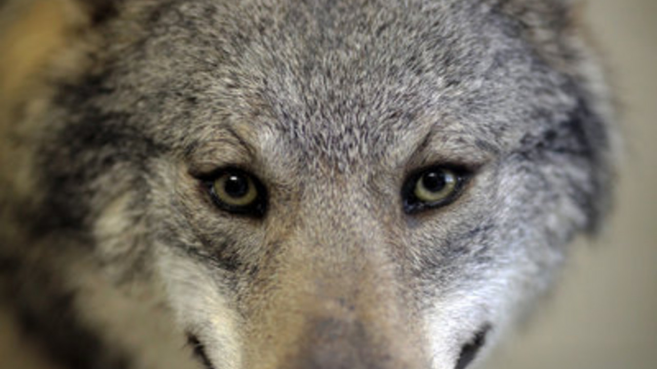 Ausgestopfter Wolf im Naturhistorischen Museum Mainz; Bild: dpa