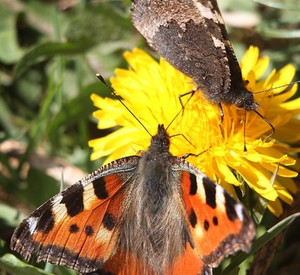 Schmetterlinge auf Blüte; Foto: dpa