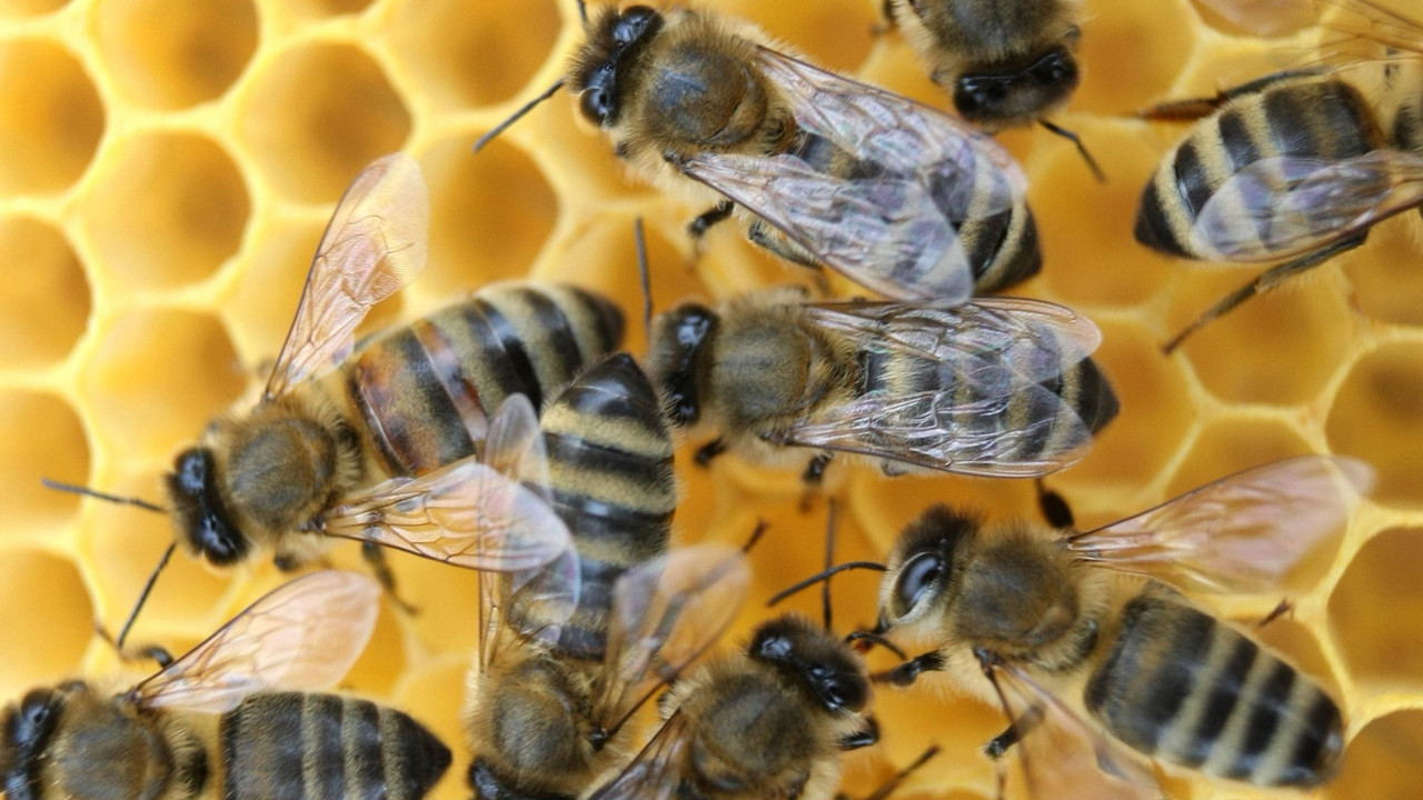 Honigbienen; Foto: dpa