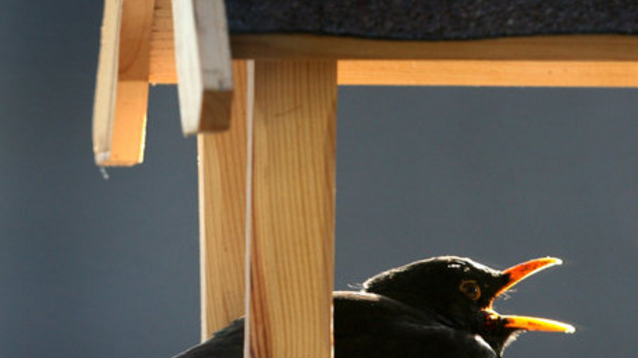 Amsel; Bild: dpa