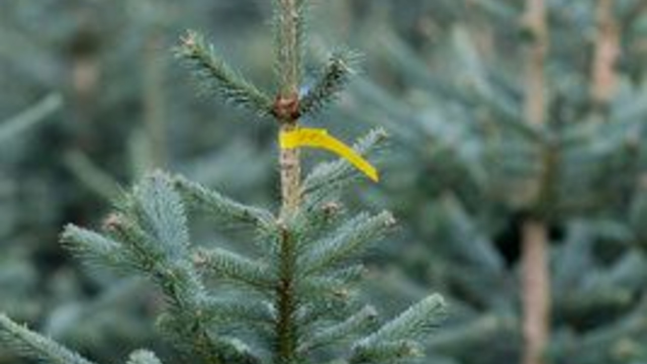 Mehr als eine Million Weihnachtsbäume dienen jährlich in Rheinland-Pfalz als Festtagsschmuck. Viele kommen aus  speziellen Weihnachtsbaumplantagen; Bild: dpa