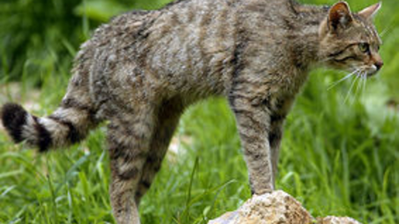 Wildkatze