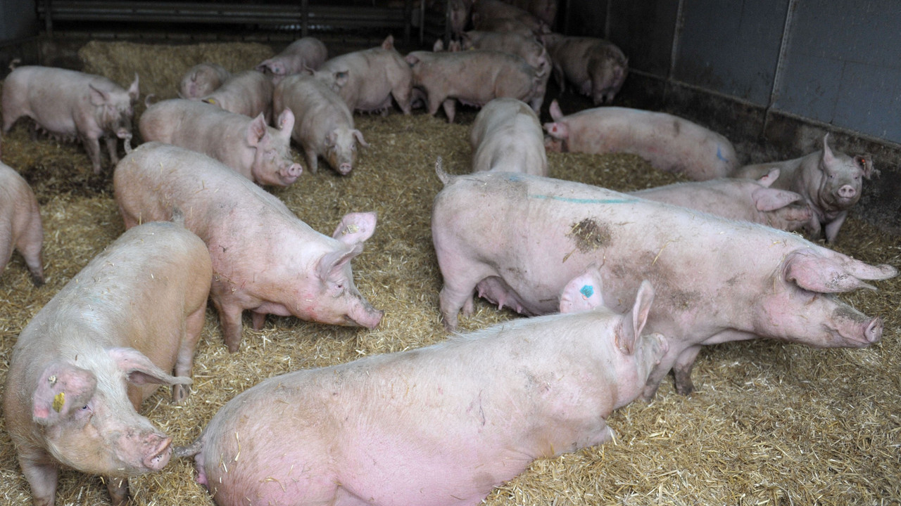 Schweine auf einem Bauernhof; Bild: dpa