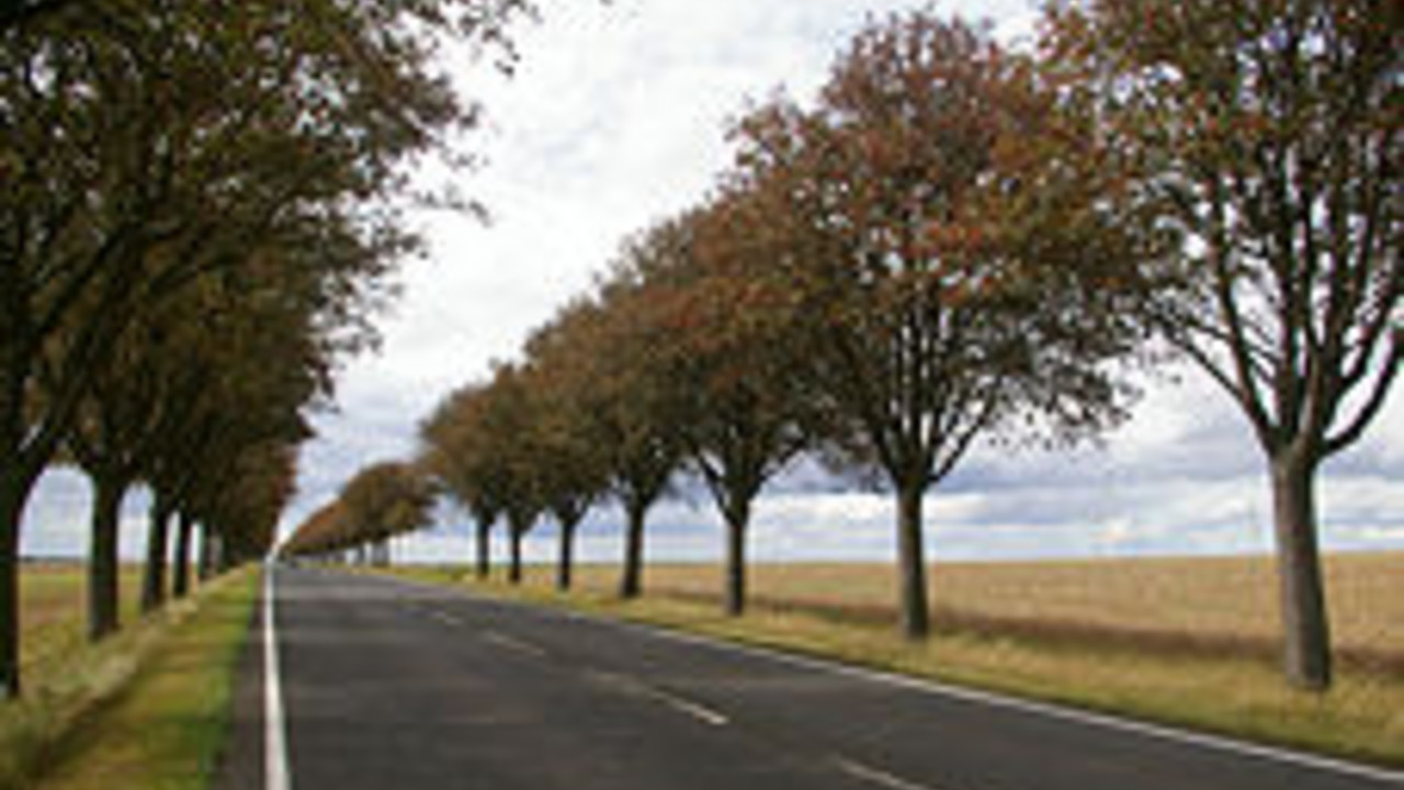 Foto von Mehlbeerenallee