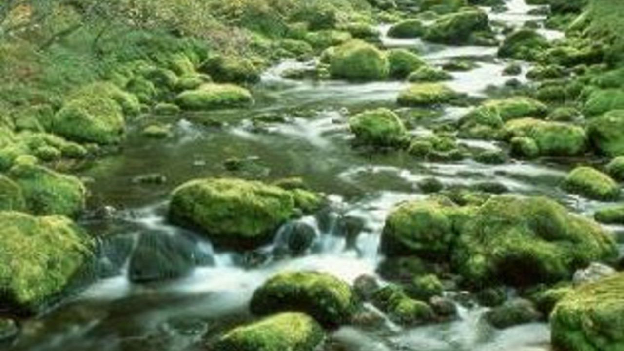 Bachlauf im Herbst;Bild:rlp-Archiv