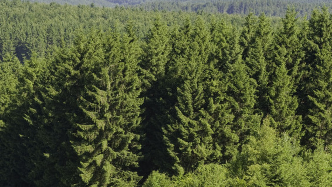 Blick vom Eberskopf auf das potentielle Nationalparkgebiet; Bild: rlp tourismus,Ketz