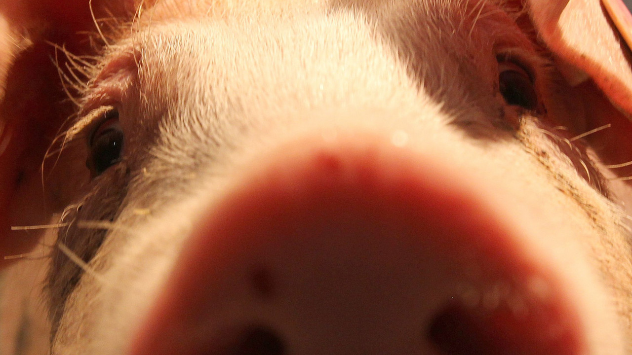 Neugieriges Schwein; Bild: dpa