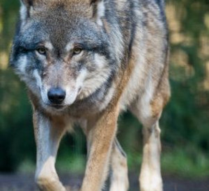 Ministerin Höfken stellt den Wolfsmanagementplan vor; Bild: dpa