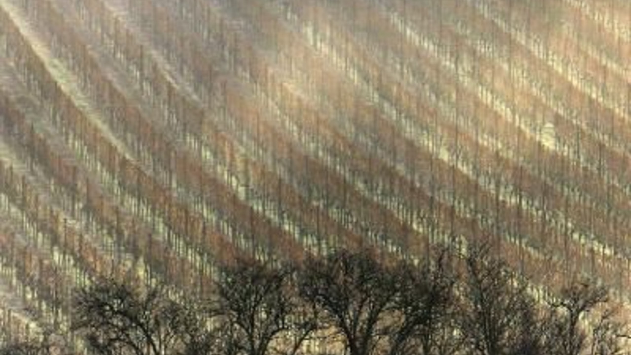 Weinberg im Winter; Bild: dpa