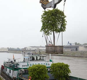 26 Kastenlinden wurden in Koblenz in ein Binnenschiff verladen. Bild: dpa