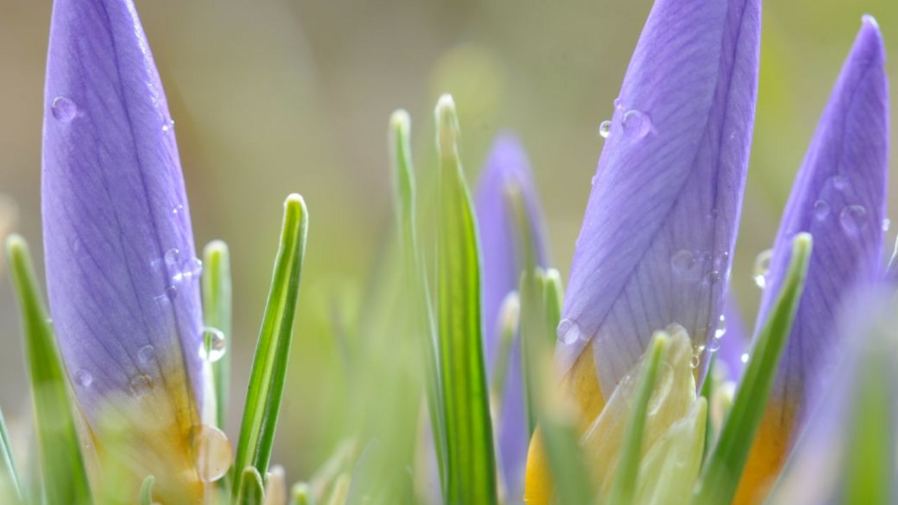 Krokus; Bild: dpa